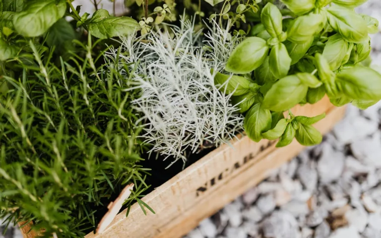 12 Ervas em Alta para Cultivar ao Ar Livre e Garantir Colheitas Frescas o Ano Todo