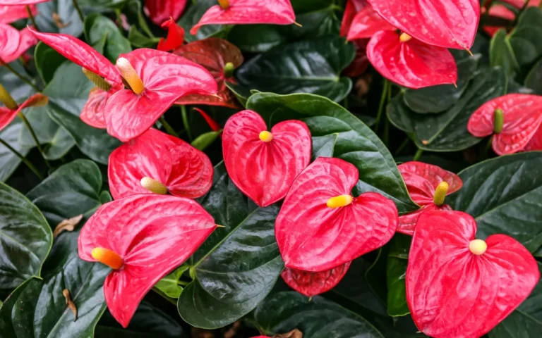 Antúrio sem flor? Este é o nutriente que falta para a sua planta explodir em vermelho