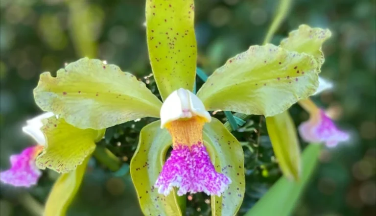 Orquídea-da-Praia