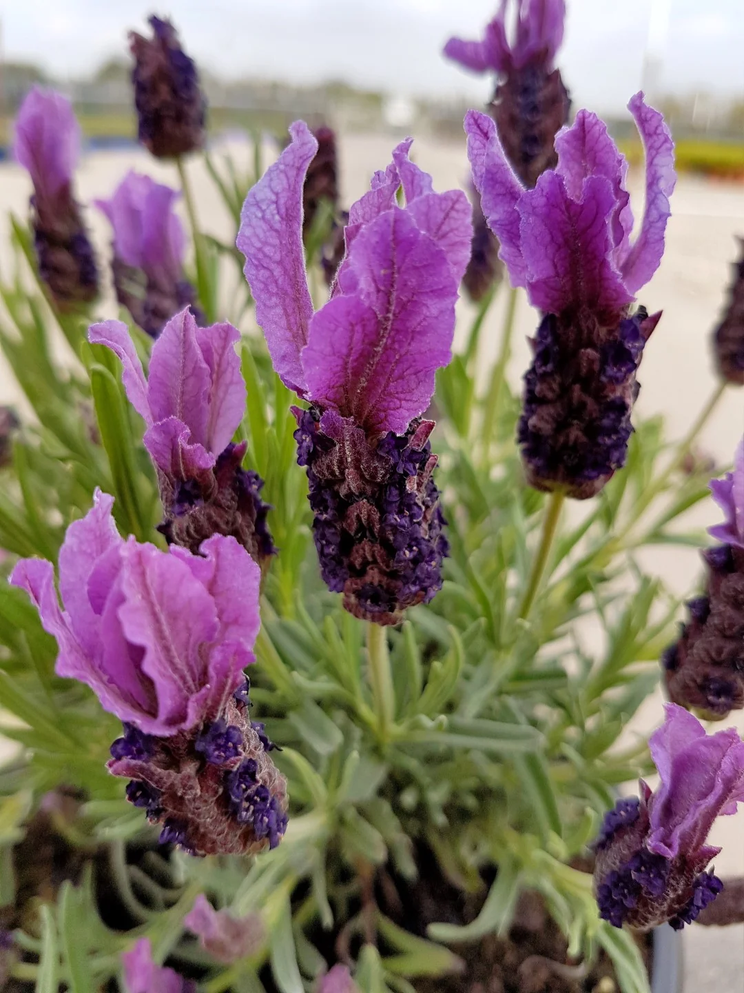 Lavandula stoechas, lavanda borboleta