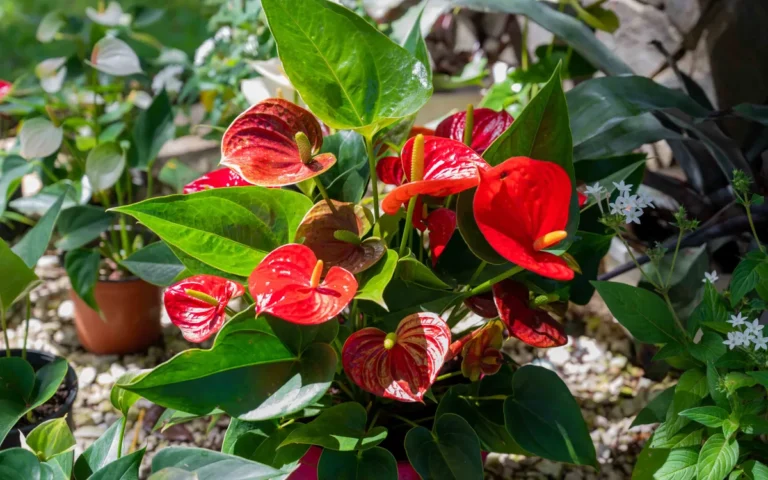 Antúrio: Guia Completo de Cultivo com Flores o Ano Todo