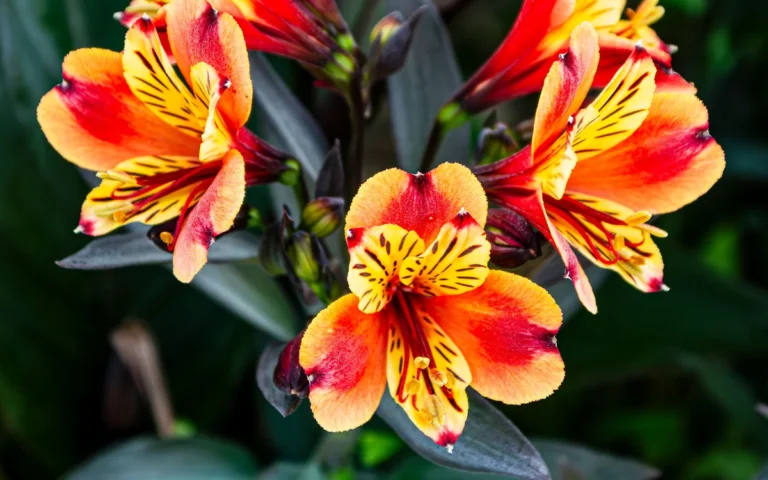 Astromelia: Guia Completo para Cultivar, Arranjar e Presentear o Lírio-dos-Incas