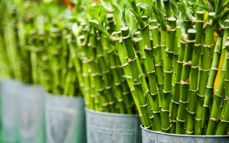 Bambu da Sorte: Guia Completo de Cuidados, Significado e Feng Shui