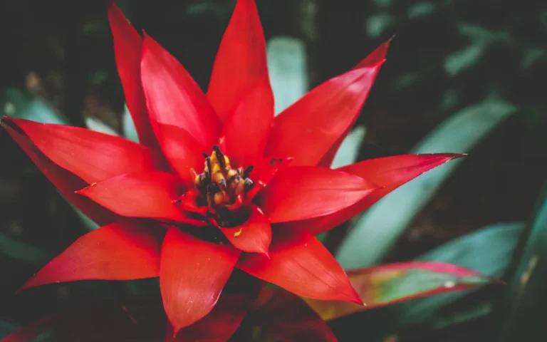 Bromélia do Zero: Guia Completo para Cultivar, Cuidar e Florescer essa Planta Tropical