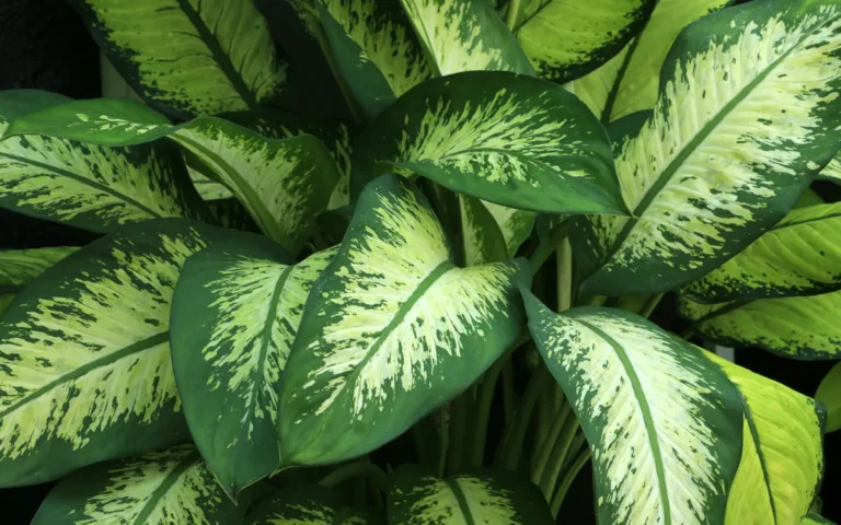 Dieffenbachia (Comigo Ninguém Pode): Guia Completo de Cultivo, Propagação e Segurança