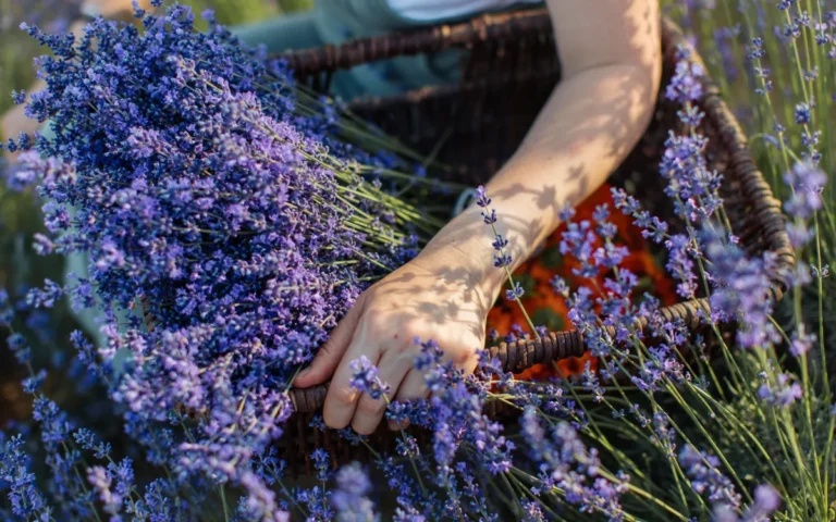 Lavanda em Casa: Guia Completo de Cultivo, Colheita e Uso
