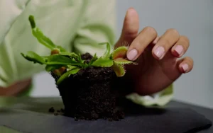 Planta Carnívora: Guia Completo de Cuidados, Diagnóstico de Problemas e Propagação