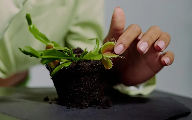 Planta Carnívora: Guia Completo de Cuidados, Diagnóstico de Problemas e Propagação