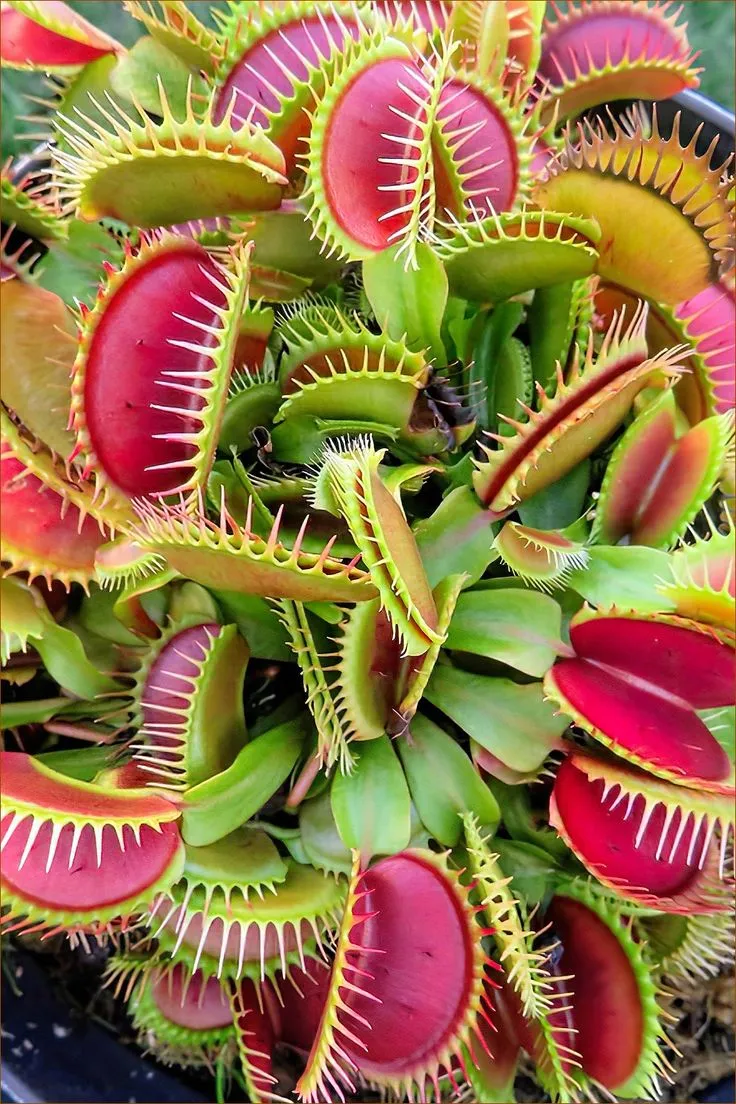 planta carnivora