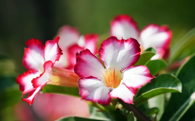 Rosa do Deserto: Guia Definitivo para Iniciantes — Do Primeiro Vaso à Florada Espetacular